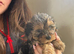 Merl boy puppy