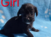 Jackapoo puppies
