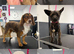 KC’s Canine Spa - Waterlooville- Dog Grooming