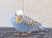 Beautiful young budgies available