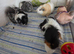 Guineapig herd of four