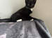 Kittens for sell