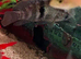 3 cichlids