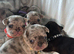Outstanding Merle French bulldog litter of 8