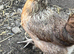 Cochin x Cream Legbar 1 week old chicks