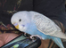 Baby budgie