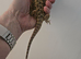 Baby Bearded Dragon