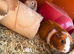 3 female guinea pigs