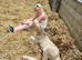 Stunning dun filly foal