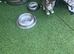 Kittens are 6 weeks old and eat on their own, they no longer need milk from their mother.