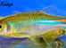 Tropical Community Fish, Strong Healthy & Home Brede From &pound;2