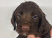 2 Sprocker spaniel Puppies