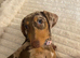 9month old Minture for rehoming