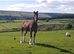 Shire cross thoroughbred
