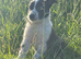 Border Collie Puppies