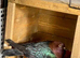 Archangel pigeon for sale