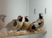 Grace finches
