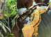 Cappuccino crested gecko