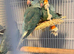 Hand Reared Baby Ringnecks