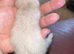 FULL MICRO Ferrets