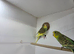 Baby Budgies 8 weeks old