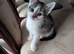 2 beautiful kitten