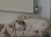 Jack Russell