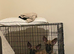 belgian malinois cross german sheperd girl for sale