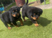 Rottweilers
