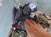 African grey babies