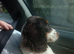 Cocker spaniel