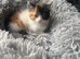 Persian cross kittens ready Friday