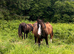 American Paint Colts
