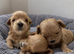 Beautiful Maltipoo Puppies - Ready to Leave Now