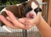 Beautiful Shih Tzu puppies