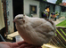 Mixed quail jumbo breeds