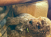 Toy poodle boy health tested parents