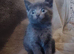 One grey kitten