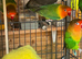 Lovebirds