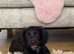Working cocker spaniel female puppy