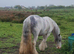 Beautiful blagdon mare