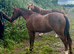 Welsh B 2 year old filly.