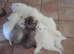 Pedigree persian kittens, white and chinchilla, goldenchinchilla