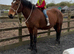 16.2/3H - 10Yo - Bay - Belgium Draught X - Mare - Confidence Giver