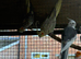Cockatiels, Budgies, Canaries