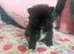 Beautiful female kc puppy