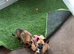1 Belgian Malinois Female left!!