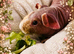 Skinny pig male