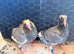 Young birds for sale