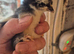 Mix of 4 week old pekin bantams